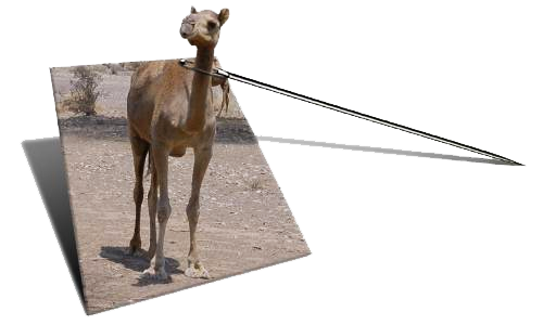 A Camel Going Through the Eye of a Needle