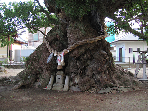 Sacred tree with shimenawa